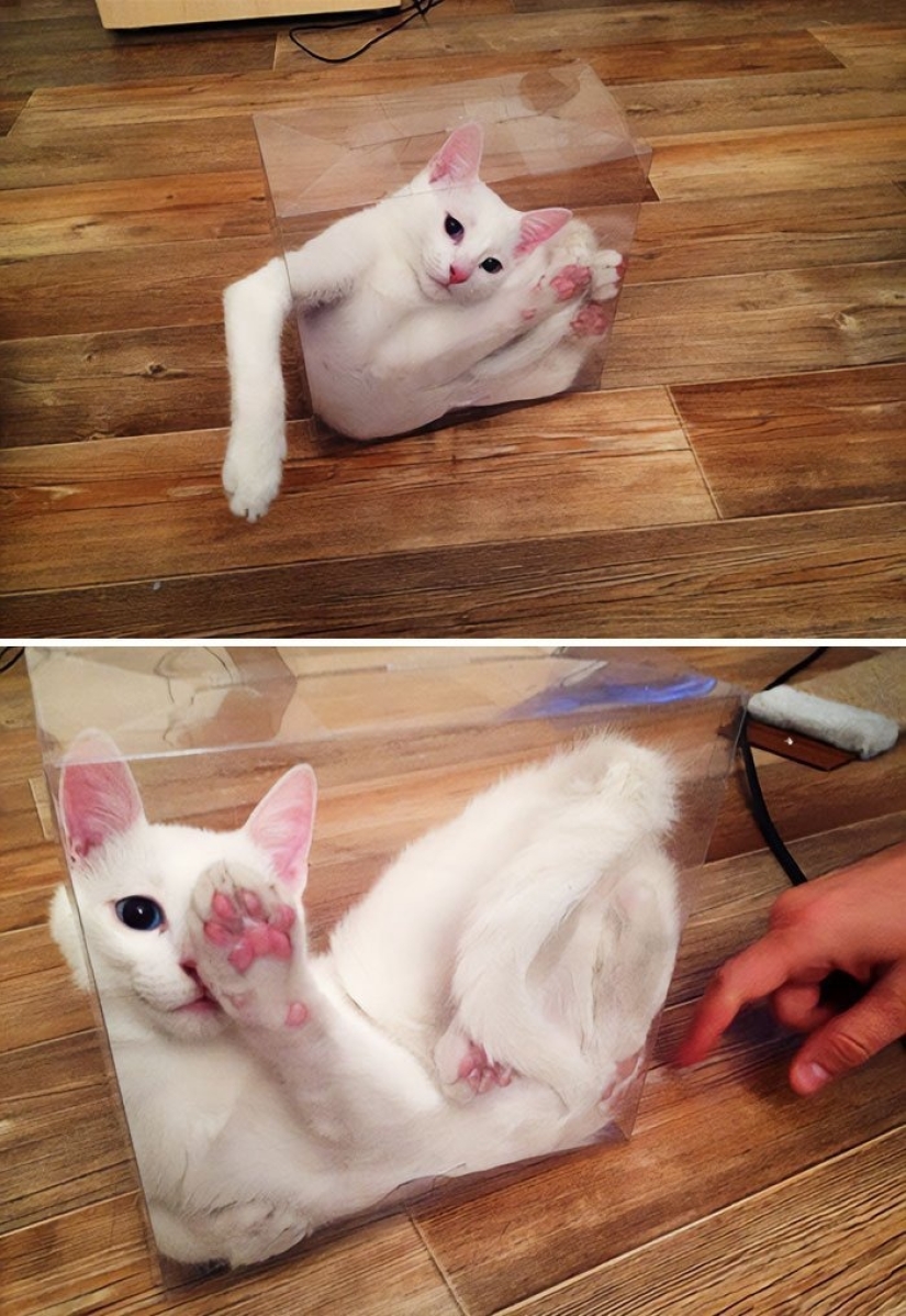 12 Clumsy Animals Who Got Ridiculous Situations