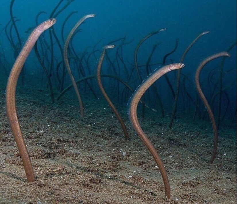 12 fotos aterradoras que nos hacen querer permanecer lo más lejos posible del océano