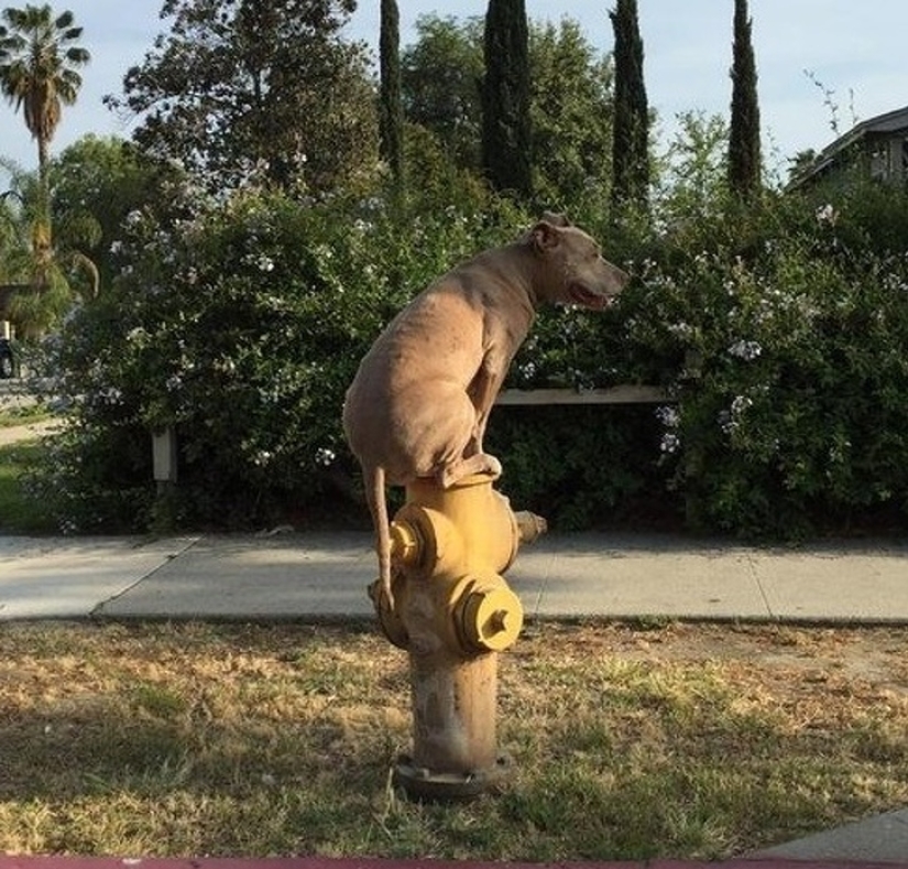 12 fotos que prueban que nuestras mascotas son adorables 12 fotos que prueban que nuestras mascotas son adorables
