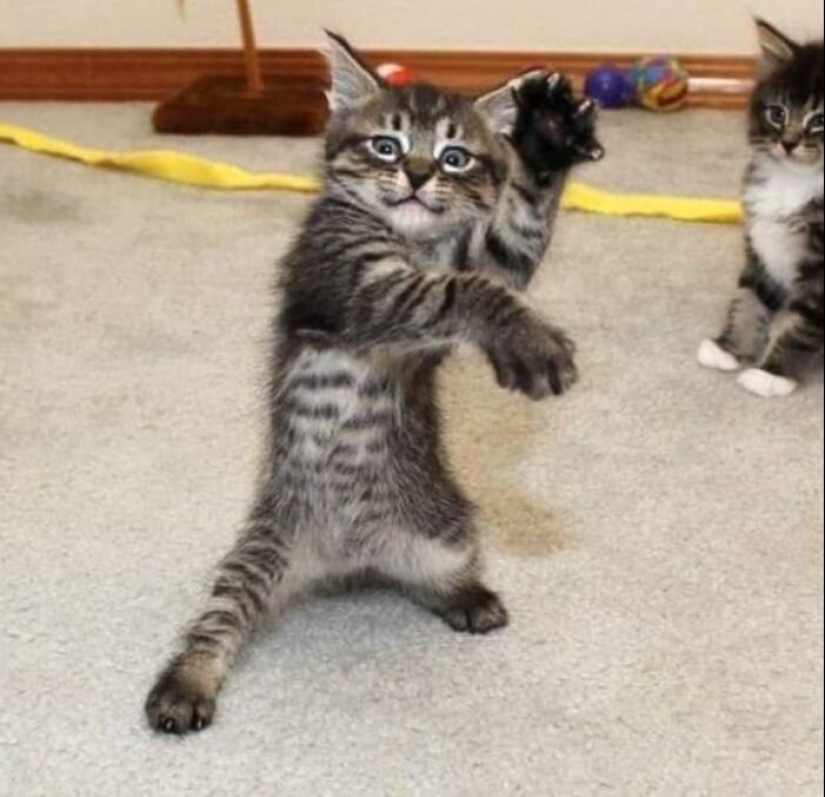 12 gatos con caras tan divertidas que no puedes dejar de reír