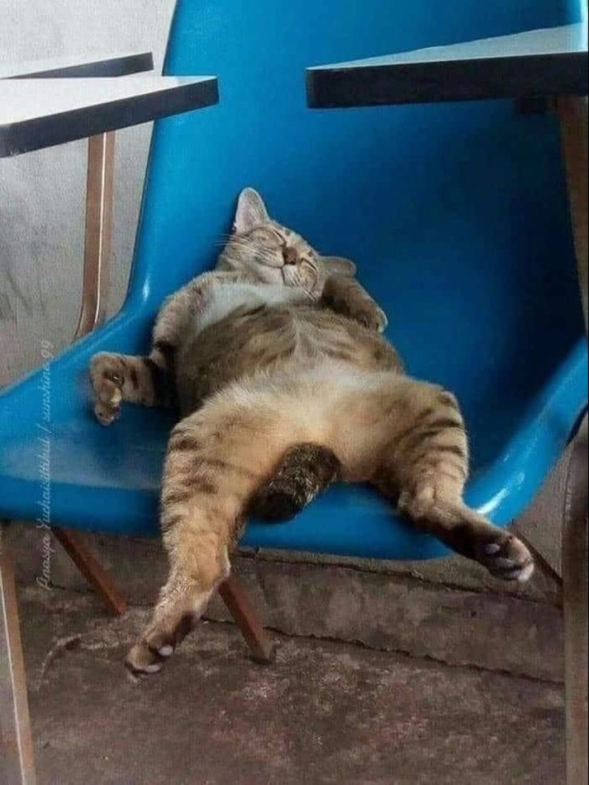 12 gatos con caras tan divertidas que no puedes dejar de reír