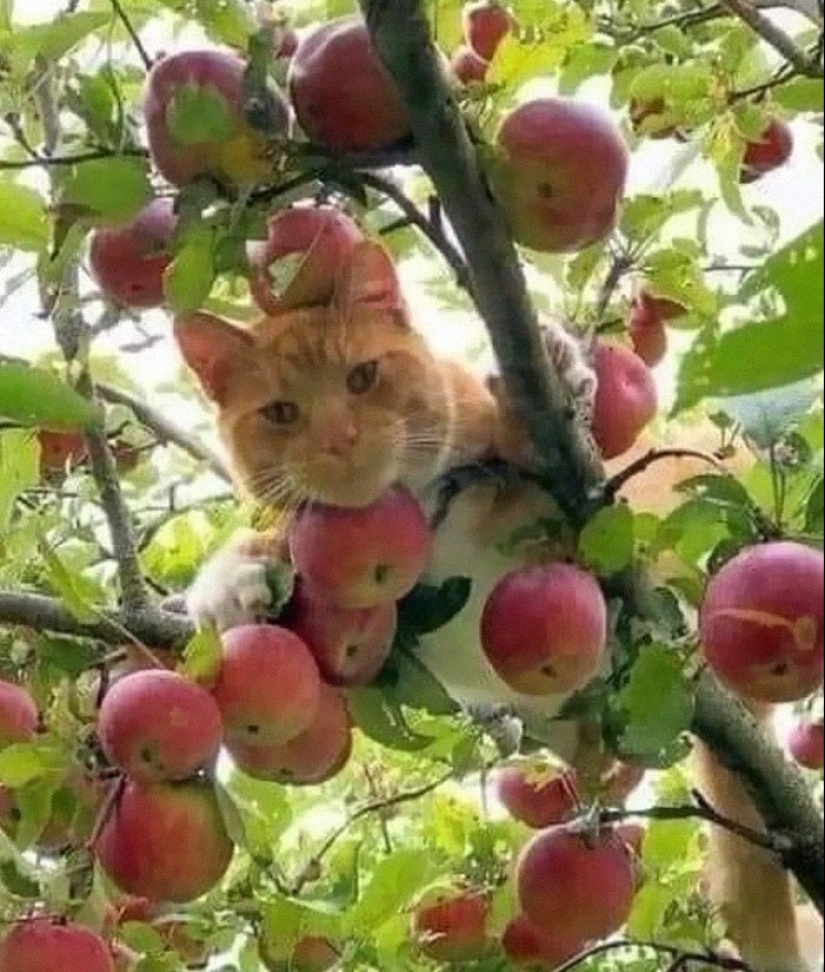 12 gatos con caras tan divertidas que no puedes dejar de reír