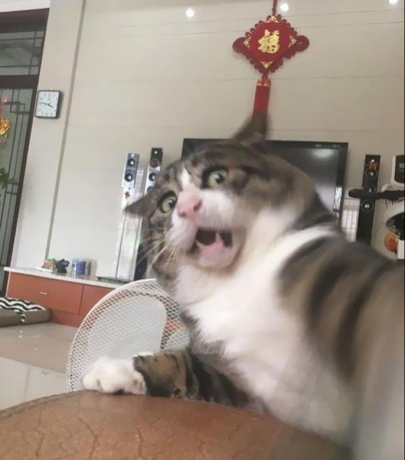 12 gatos con caras tan divertidas que no puedes dejar de reír