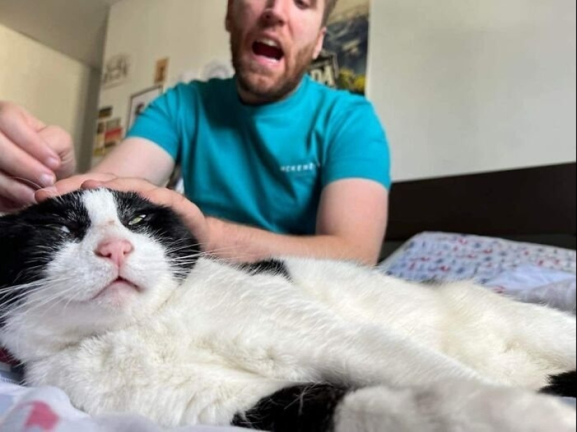 12 gatos con caras tan divertidas que no puedes dejar de reír