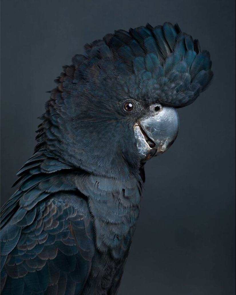 12 New Photos Of Perfectly Posed Birds Captured By Photographer Leila Jeffreys 12 New Photos Of Perfectly Posed Birds Captured By Photographer Leila Jeffreys