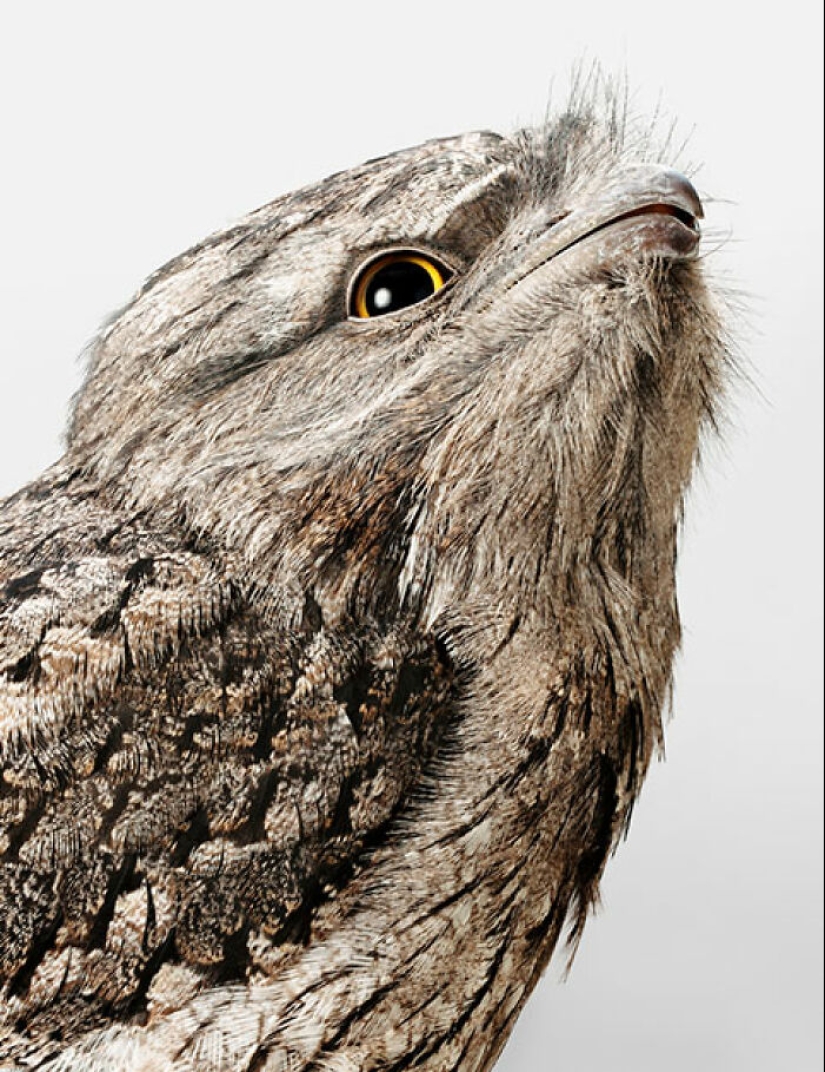 12 New Photos Of Perfectly Posed Birds Captured By Photographer Leila Jeffreys 12 New Photos Of Perfectly Posed Birds Captured By Photographer Leila Jeffreys