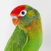 12 New Photos Of Perfectly Posed Birds Captured By Photographer Leila Jeffreys 12 New Photos Of Perfectly Posed Birds Captured By Photographer Leila Jeffreys