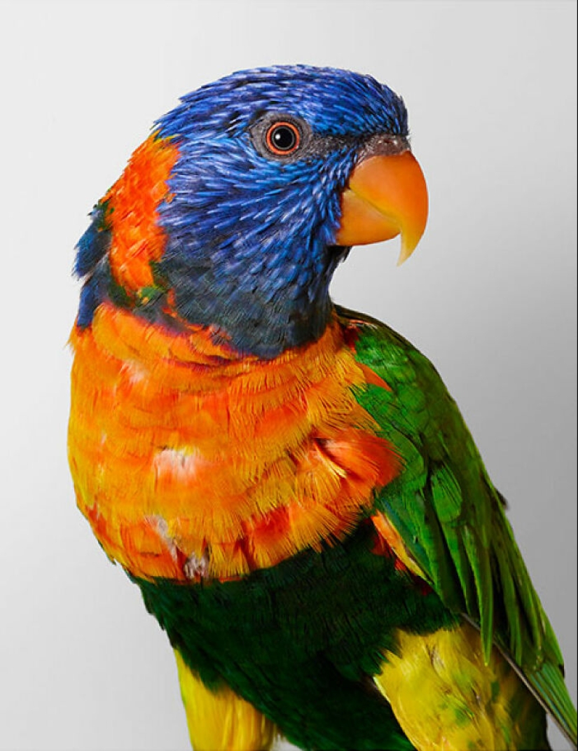 12 New Photos Of Perfectly Posed Birds Captured By Photographer Leila Jeffreys 12 New Photos Of Perfectly Posed Birds Captured By Photographer Leila Jeffreys