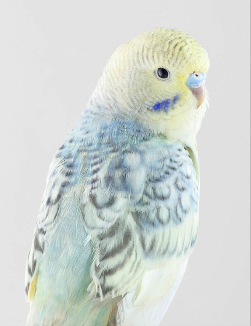 12 New Photos Of Perfectly Posed Birds Captured By Photographer Leila Jeffreys 12 New Photos Of Perfectly Posed Birds Captured By Photographer Leila Jeffreys