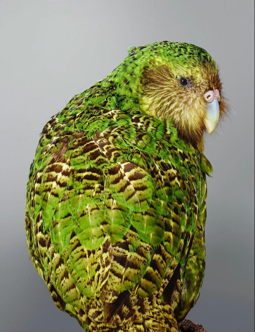 12 New Photos Of Perfectly Posed Birds Captured By Photographer Leila Jeffreys 12 New Photos Of Perfectly Posed Birds Captured By Photographer Leila Jeffreys
