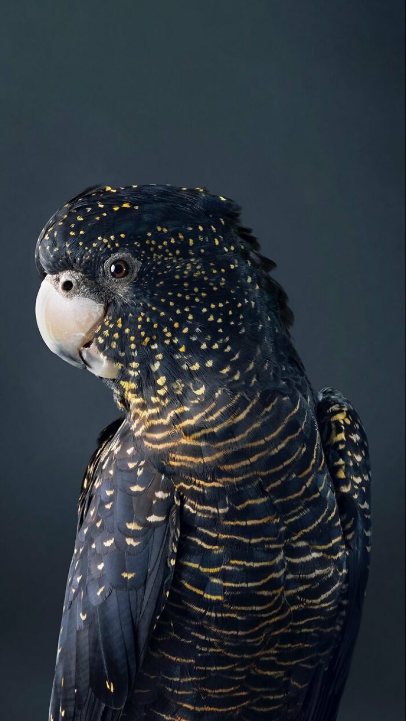 12 nuevas fotografías de pájaros en posturas perfectas capturadas por la fotógrafa Leila Jeffreys 12 nuevas fotografías de pájaros en posturas perfectas capturadas por la fotógrafa Leila Jeffreys