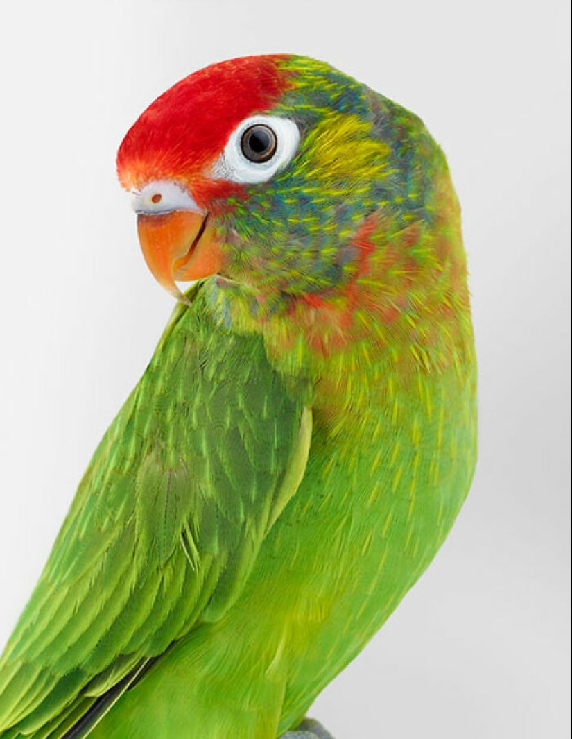 12 nuevas fotografías de pájaros en posturas perfectas capturadas por la fotógrafa Leila Jeffreys 12 nuevas fotografías de pájaros en posturas perfectas capturadas por la fotógrafa Leila Jeffreys