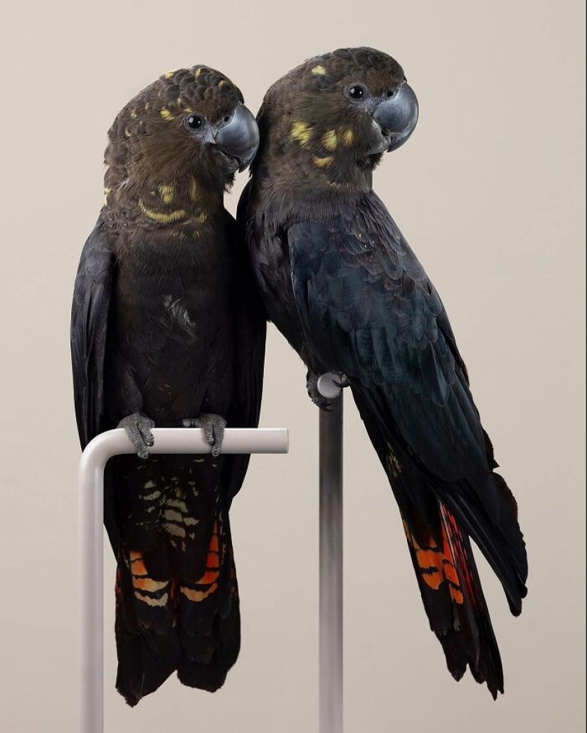 12 nuevas fotografías de pájaros en posturas perfectas capturadas por la fotógrafa Leila Jeffreys 12 nuevas fotografías de pájaros en posturas perfectas capturadas por la fotógrafa Leila Jeffreys