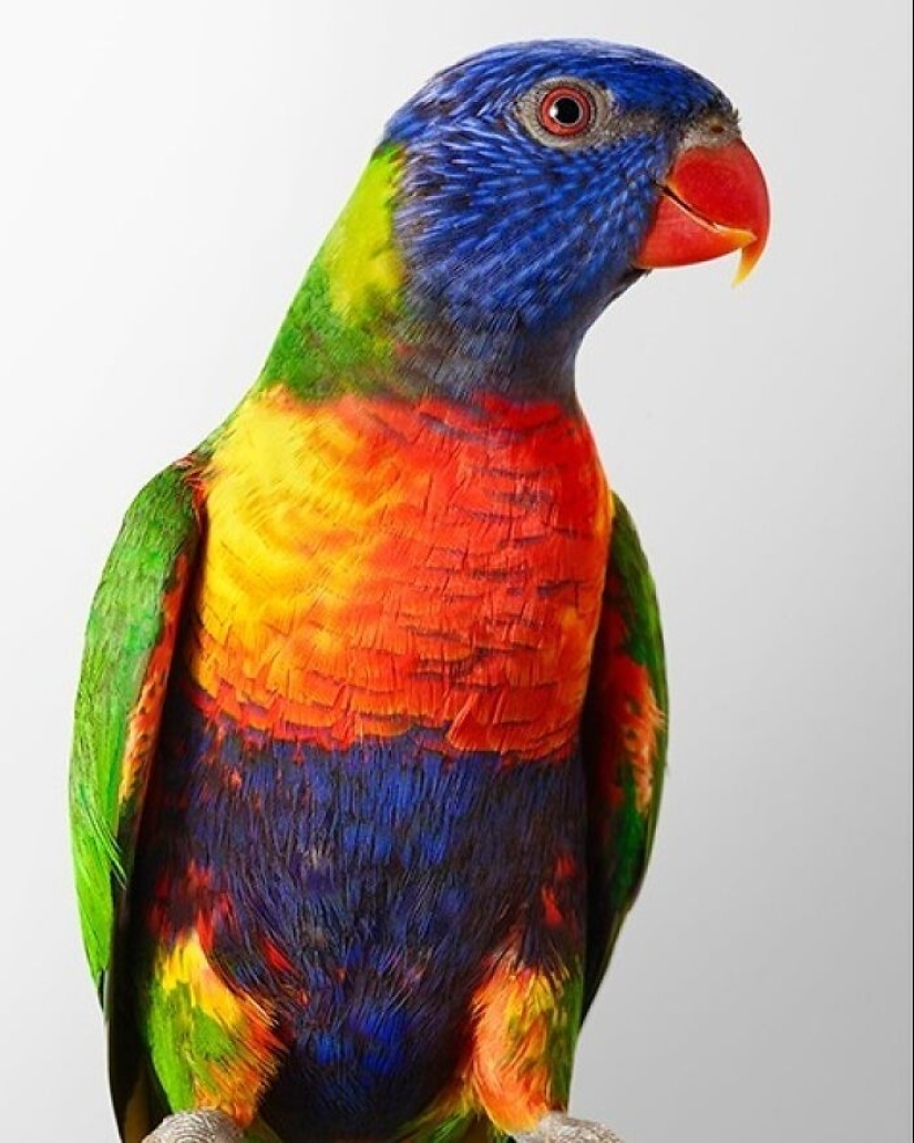 12 nuevas fotografías de pájaros en posturas perfectas capturadas por la fotógrafa Leila Jeffreys 12 nuevas fotografías de pájaros en posturas perfectas capturadas por la fotógrafa Leila Jeffreys