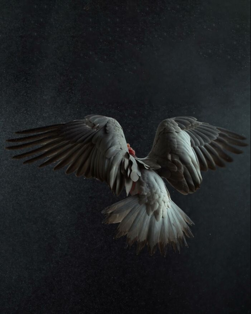 12 nuevas fotografías de pájaros en posturas perfectas capturadas por la fotógrafa Leila Jeffreys 12 nuevas fotografías de pájaros en posturas perfectas capturadas por la fotógrafa Leila Jeffreys