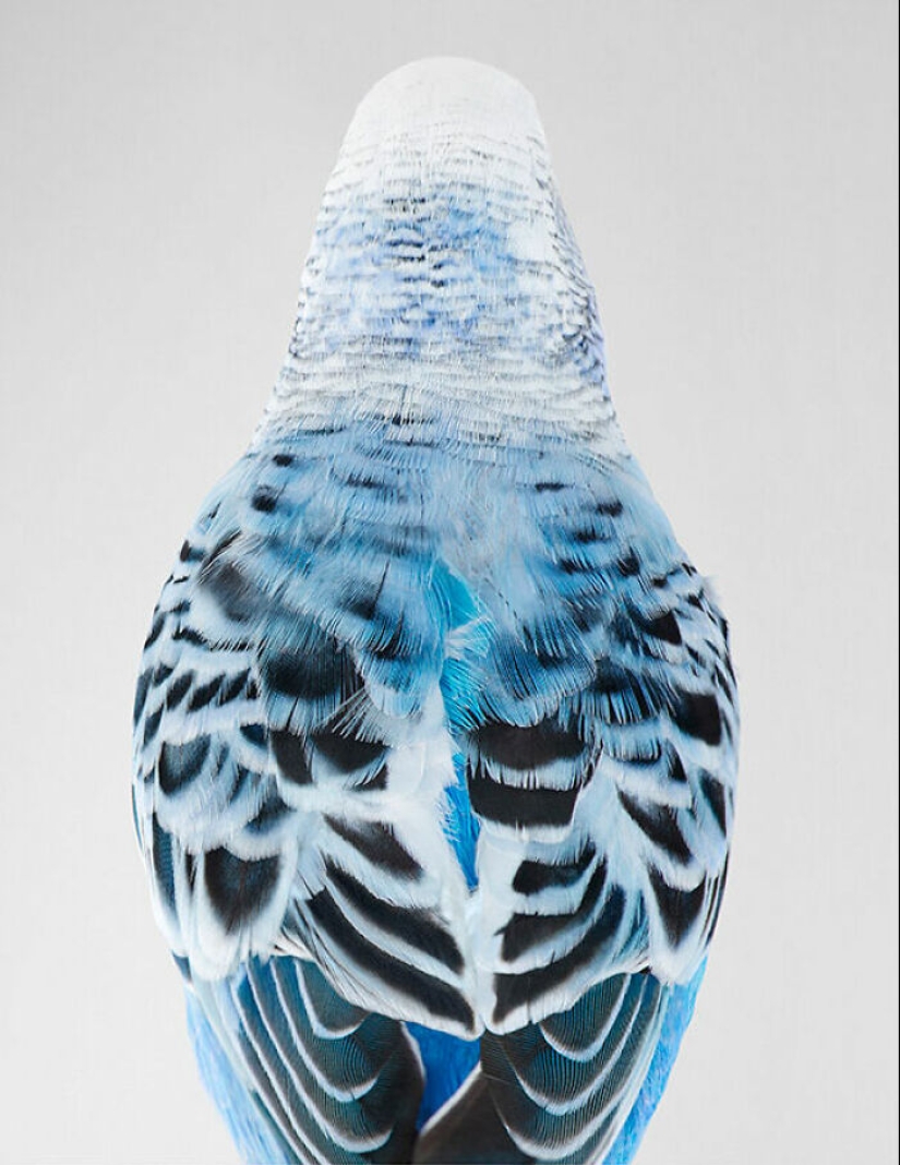 12 nuevas fotografías de pájaros en posturas perfectas capturadas por la fotógrafa Leila Jeffreys 12 nuevas fotografías de pájaros en posturas perfectas capturadas por la fotógrafa Leila Jeffreys