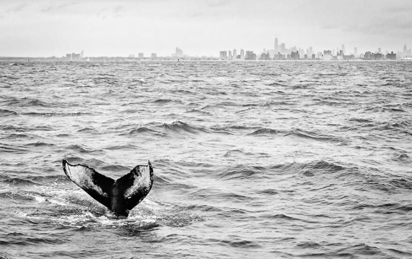 12 photos of rare beauty that you can look at for hours