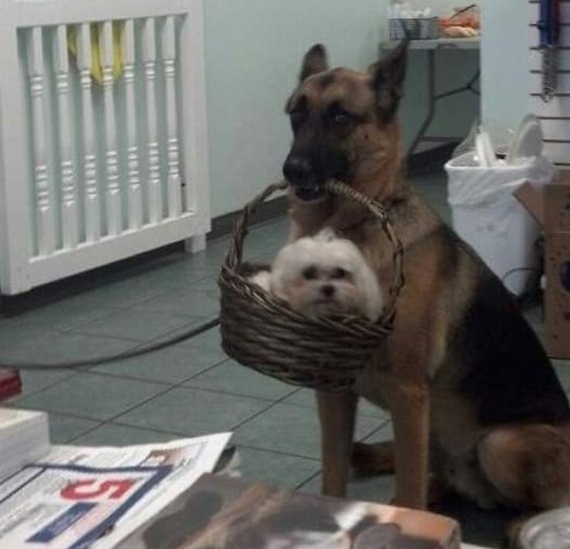 12 photos that prove our pets are adorable 12 photos that prove our pets are adorable