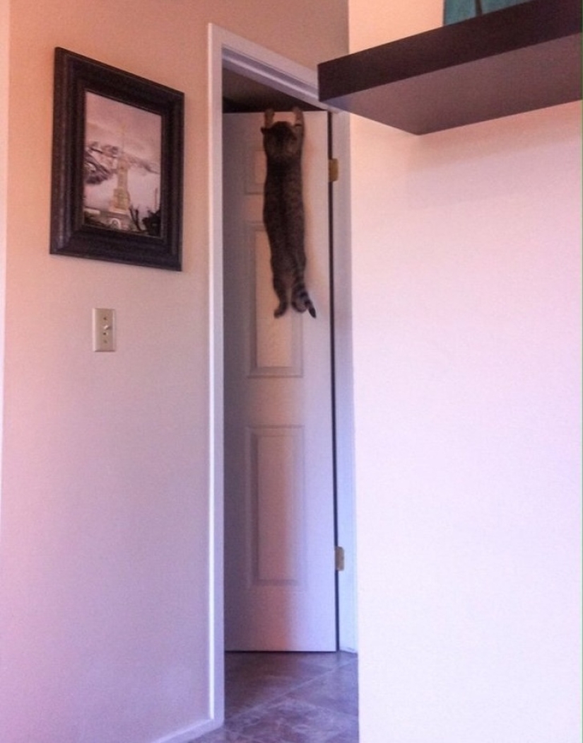 12 photos that prove our pets are adorable 12 photos that prove our pets are adorable