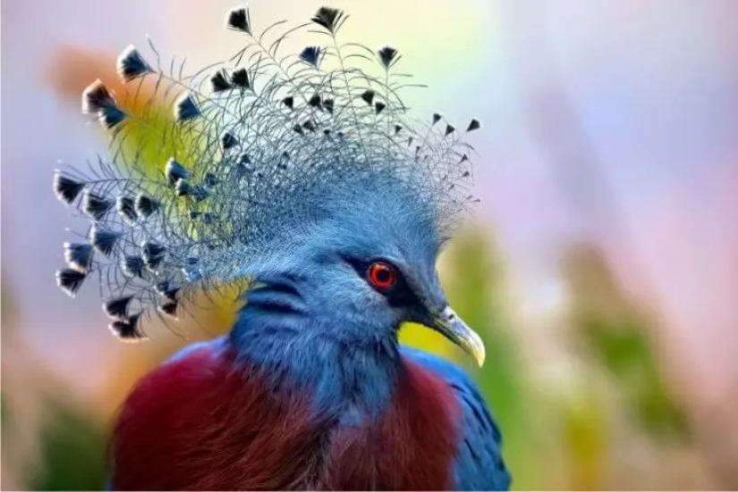 12 pájaros espléndidos con pelo 12 pájaros espléndidos con pelo