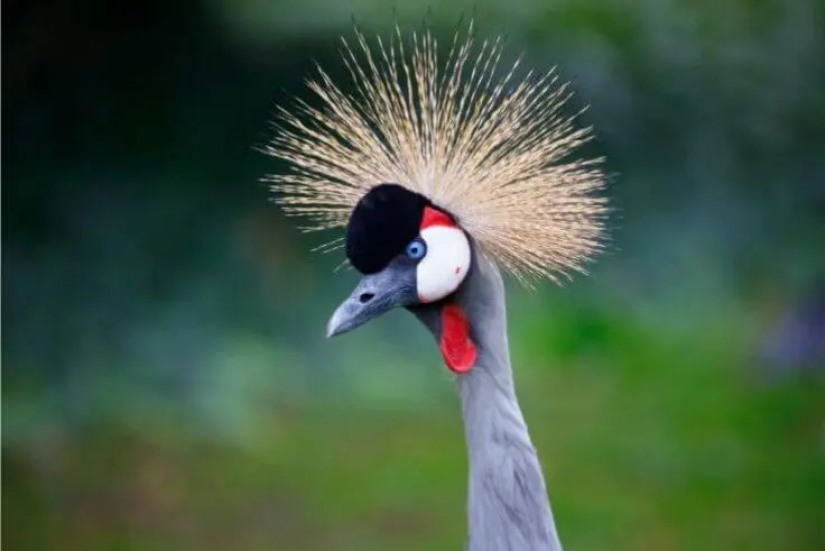 12 pájaros espléndidos con pelo 12 pájaros espléndidos con pelo