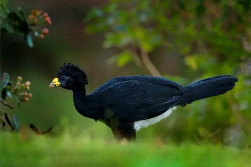 12 pájaros espléndidos con pelo 12 pájaros espléndidos con pelo
