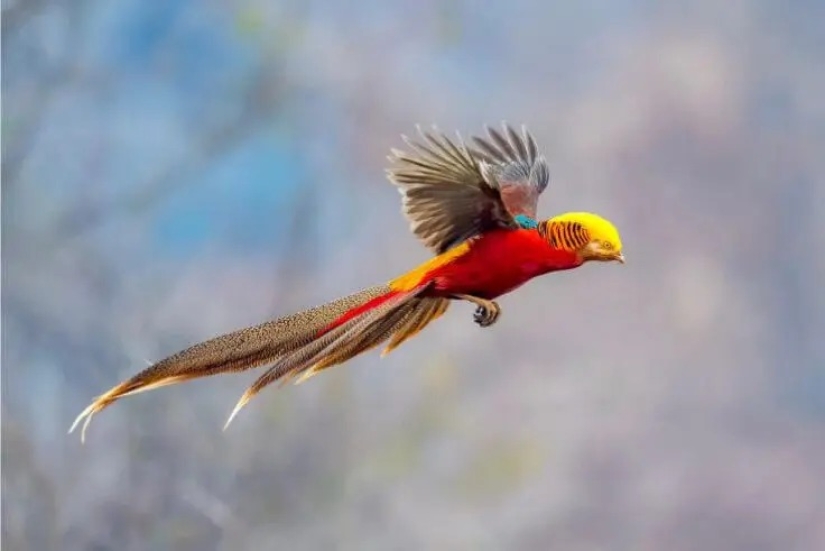 12 pájaros espléndidos con pelo 12 pájaros espléndidos con pelo