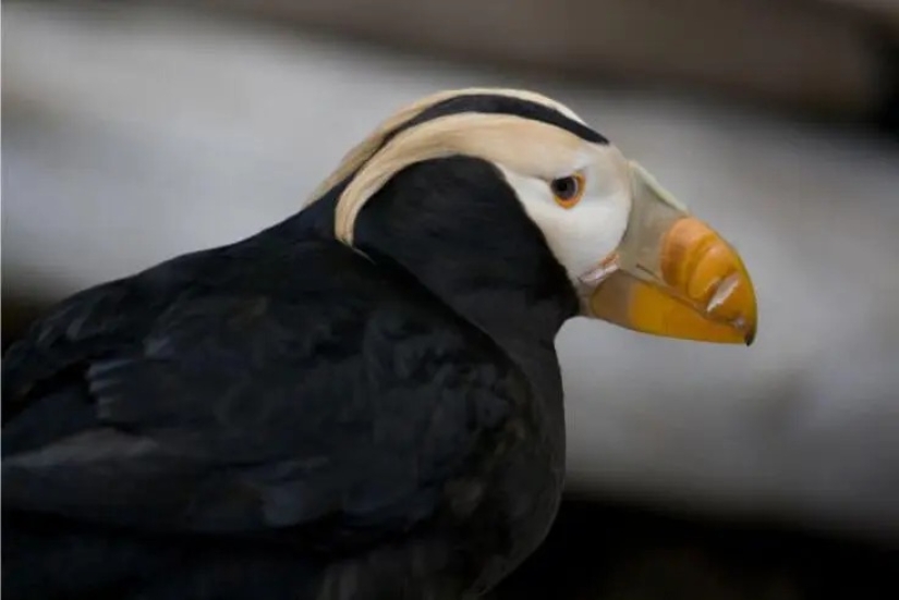 12 pájaros espléndidos con pelo 12 pájaros espléndidos con pelo