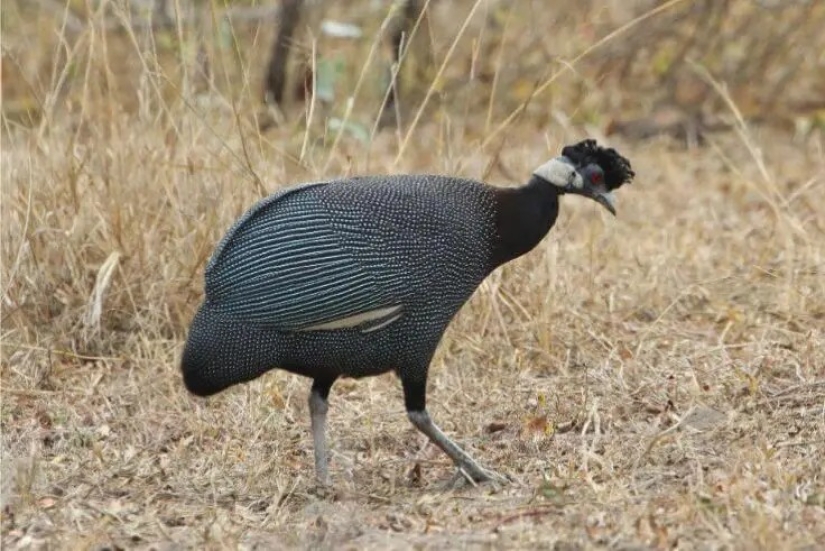 12 pájaros espléndidos con pelo 12 pájaros espléndidos con pelo