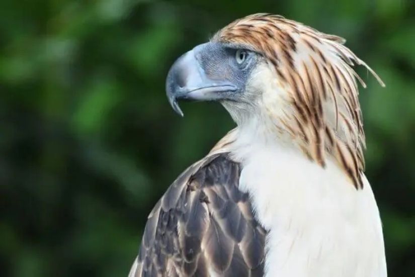 12 pájaros espléndidos con pelo 12 pájaros espléndidos con pelo