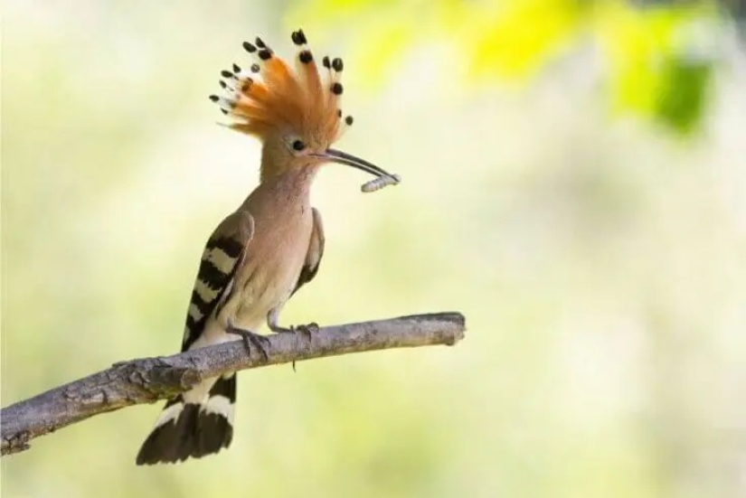 12 pájaros espléndidos con pelo 12 pájaros espléndidos con pelo