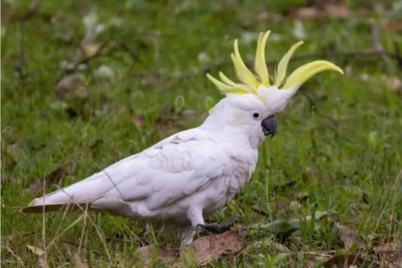 12 pájaros espléndidos con pelo 12 pájaros espléndidos con pelo