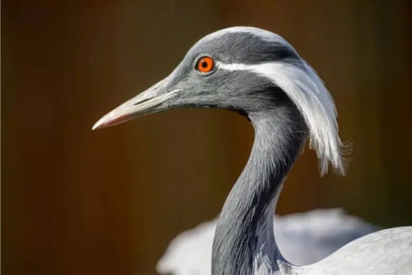 12 pájaros espléndidos con pelo 12 pájaros espléndidos con pelo