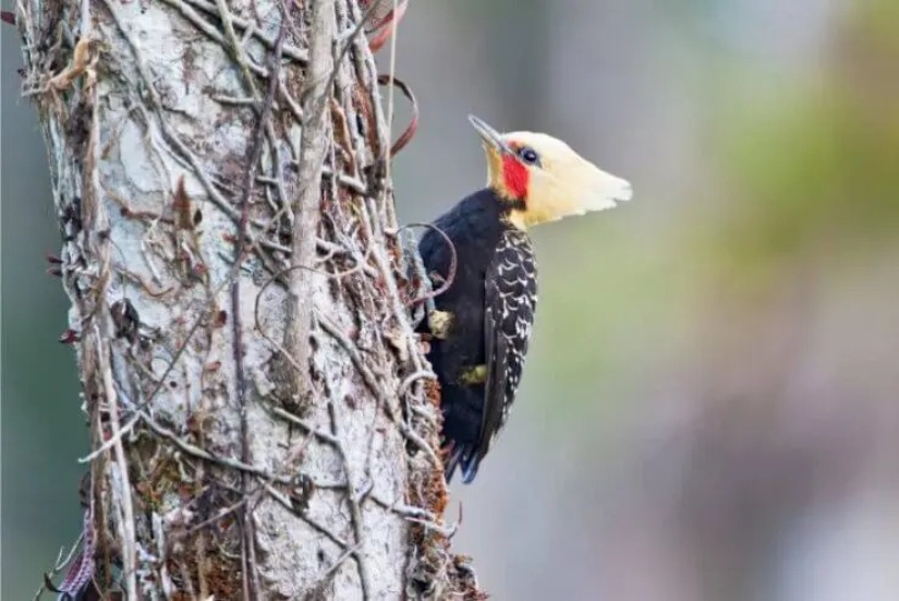 12 pájaros espléndidos con pelo 12 pájaros espléndidos con pelo