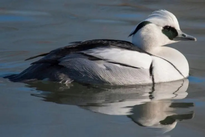 12 pájaros espléndidos con pelo 12 pájaros espléndidos con pelo