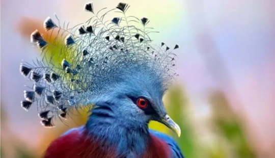 12 Splendid Birds With Hair 12 Splendid Birds With Hair