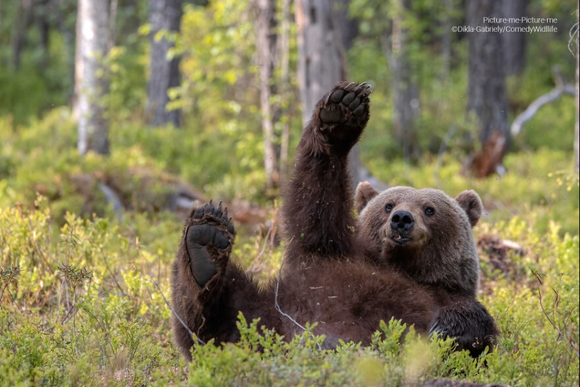 13 de las mejores inscripciones en los Comedy Wildlife Photography Awards (Edición 2023) (Parte 2)