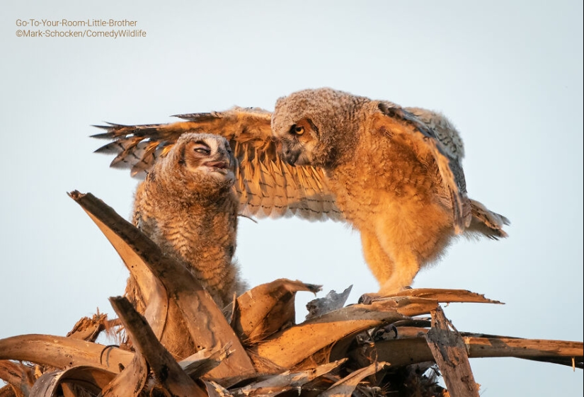 13 de las mejores inscripciones en los Comedy Wildlife Photography Awards (Edición 2023) (Parte 2)