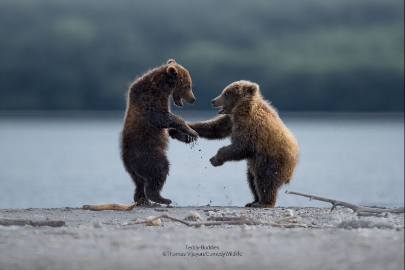13 de las mejores inscripciones en los Comedy Wildlife Photography Awards (Edición 2023) (Parte 2)