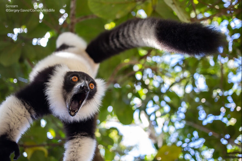 13 de las mejores inscripciones en los Comedy Wildlife Photography Awards (Edición 2023) (Parte 2)