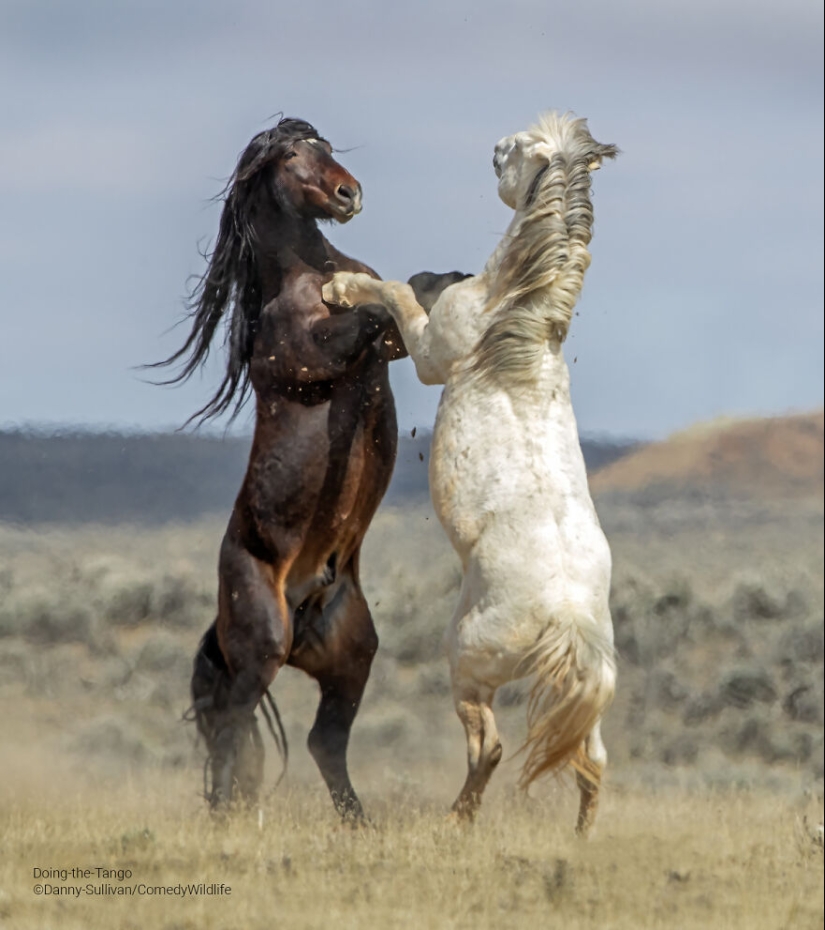 13 de las mejores inscripciones en los Comedy Wildlife Photography Awards (Edición 2023) (Parte 2)