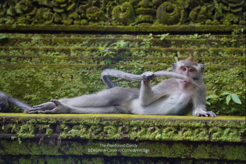 13 de las mejores inscripciones en los Comedy Wildlife Photography Awards (Edición 2023) (Parte 2)
