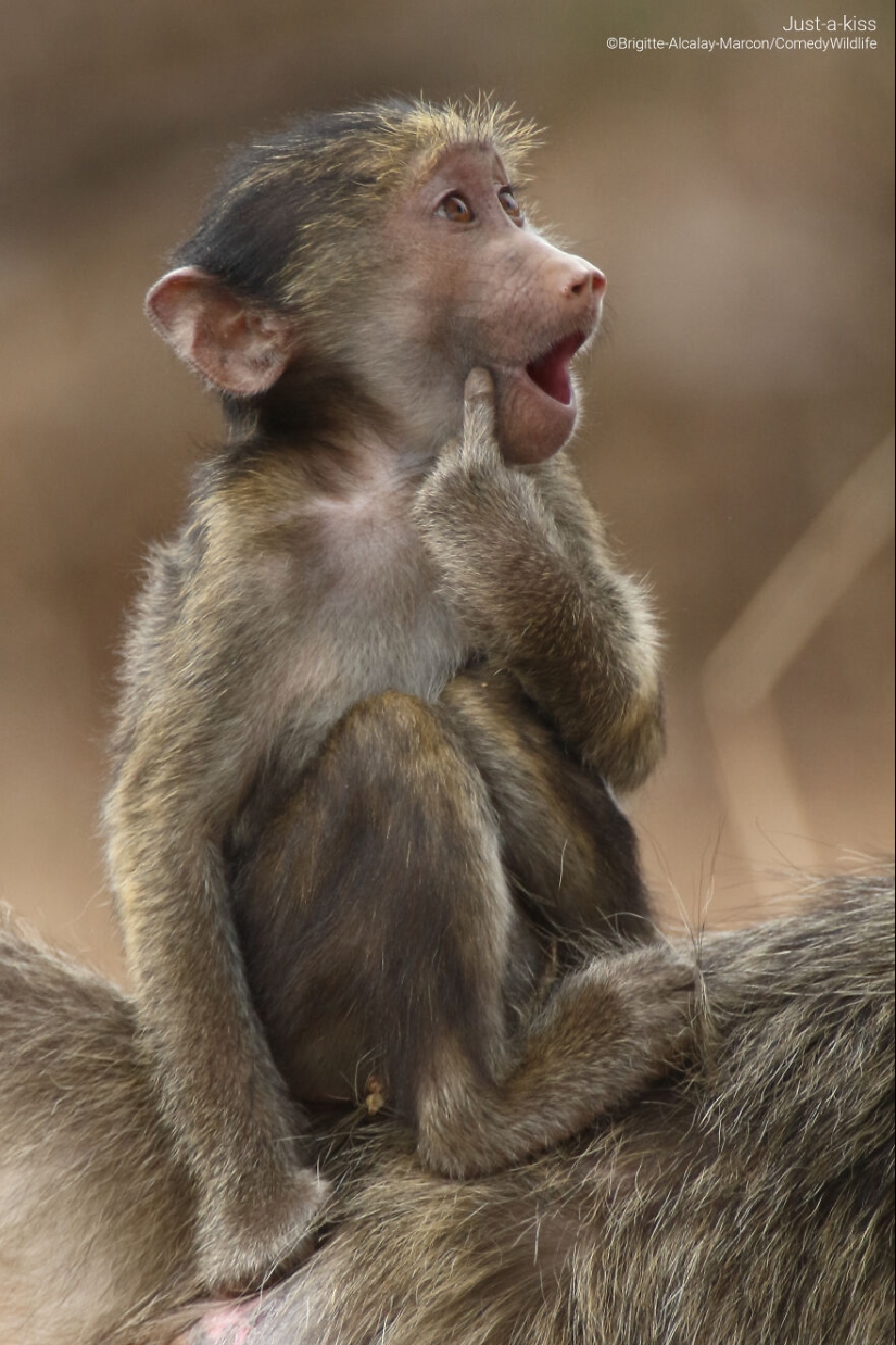 13 de las mejores inscripciones en los Comedy Wildlife Photography Awards (Edición 2023) (Parte 2)