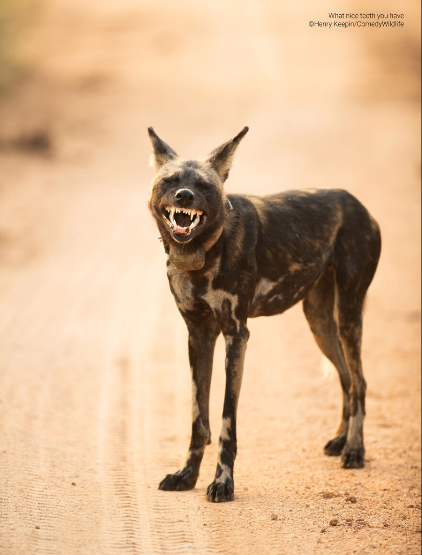 13 de las mejores inscripciones en los Comedy Wildlife Photography Awards (Edición 2023) (Parte 2)