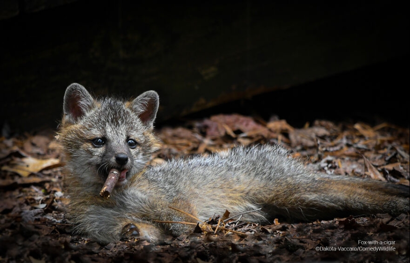 13 de las mejores inscripciones en los Comedy Wildlife Photography Awards (Edición 2023) (Parte 2)