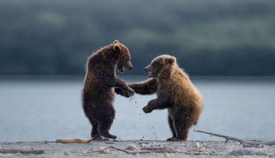 13 de las mejores inscripciones en los Comedy Wildlife Photography Awards (Edición 2023) (Parte 2)