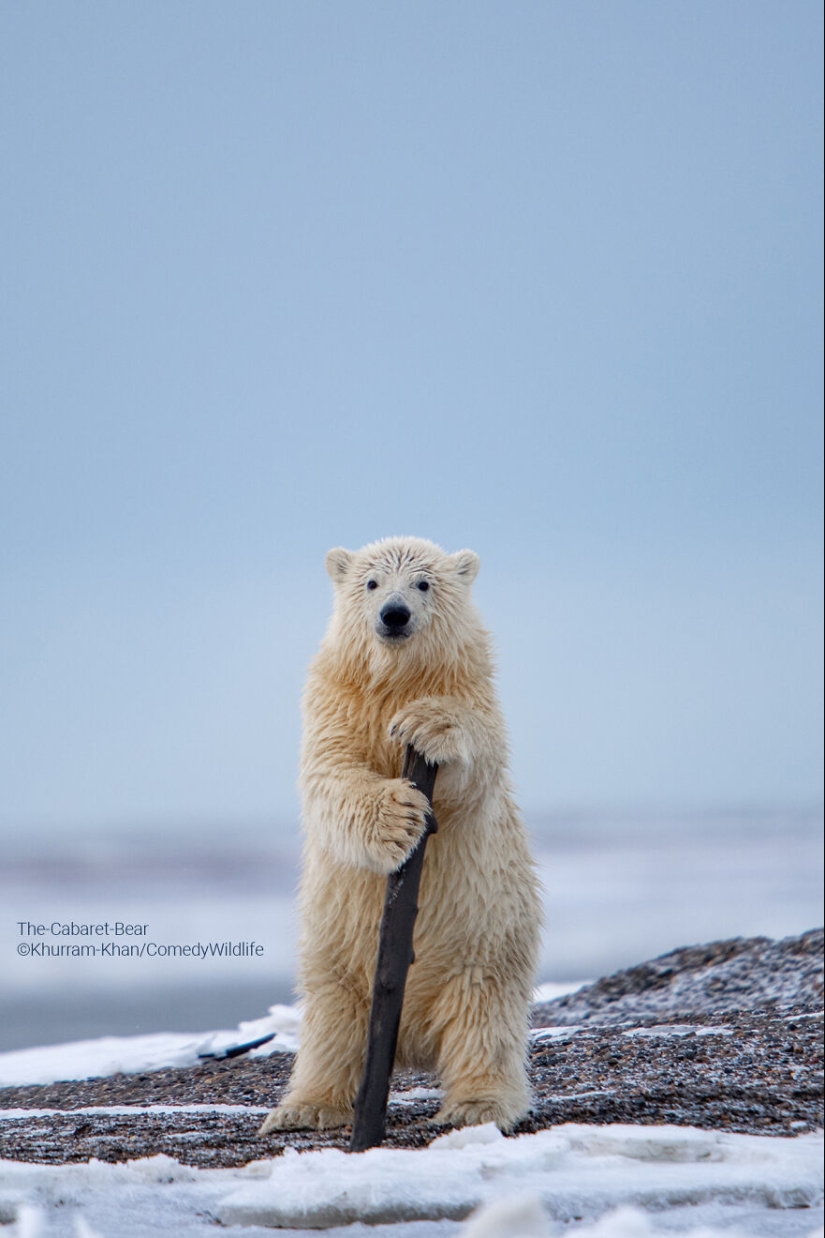13 de las mejores inscripciones en los Comedy Wildlife Photography Awards (Edición 2023) (Parte 2)