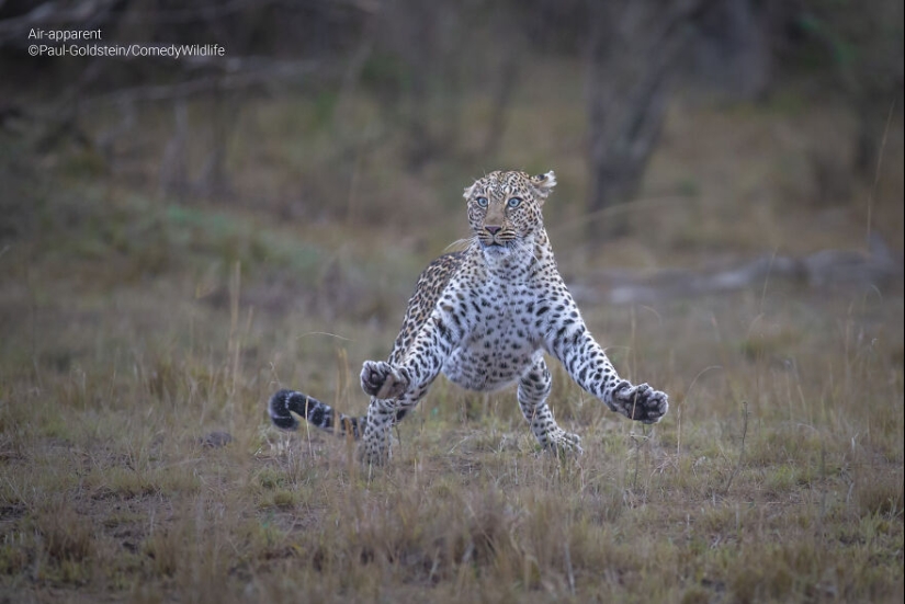 13 de las mejores inscripciones en los Comedy Wildlife Photography Awards (Edición 2023) (Parte 2)