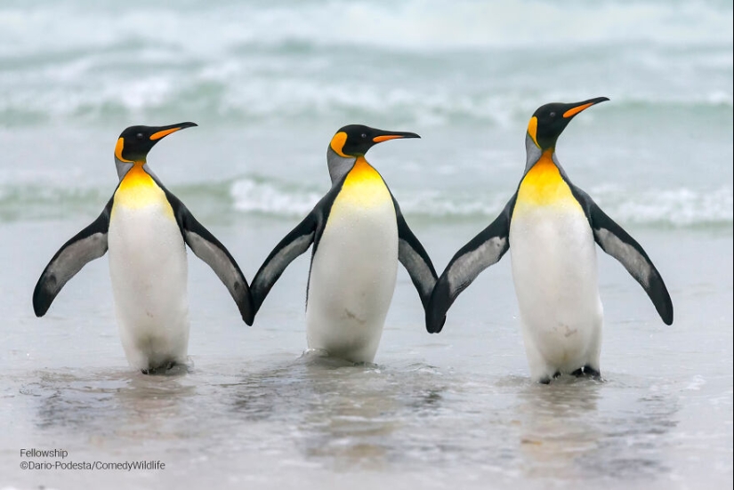 13 de las mejores inscripciones en los Comedy Wildlife Photography Awards (Edición 2023) (Parte 2)