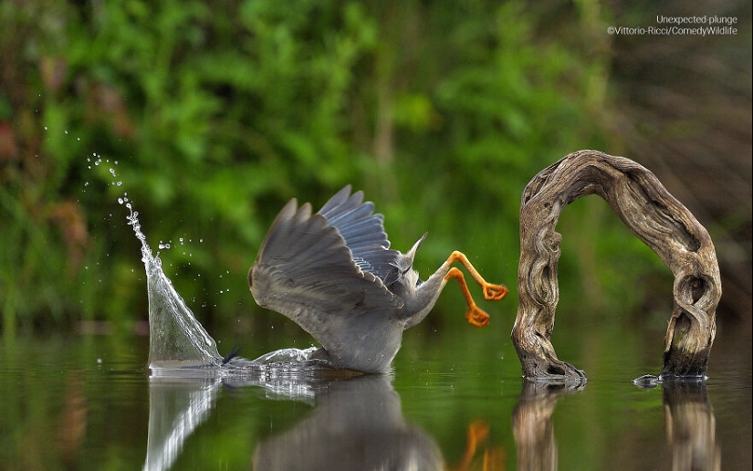 13 de las mejores inscripciones en los Comedy Wildlife Photography Awards (Edición 2023) (Parte 2)